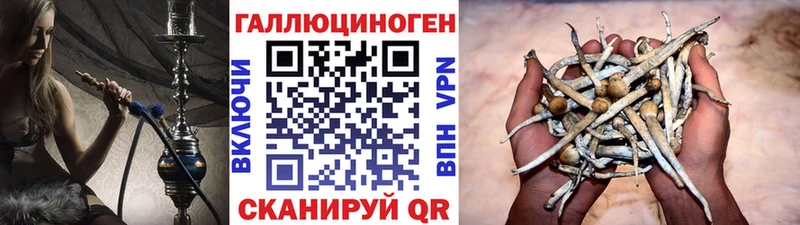 Галлюциногенные грибы Psilocybine cubensis  купить наркотики сайты  Будённовск 